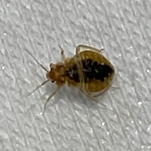 bed bug to view