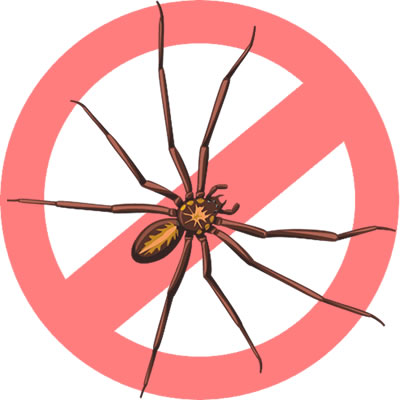 Spider Extermination, Prevention & Control Solutions