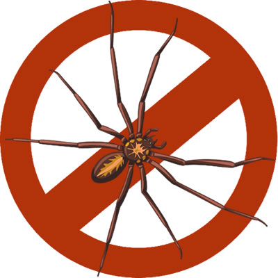 Spider Pest Constrol